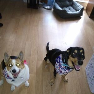 Meet your Posher, Victoria